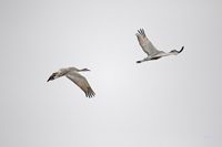 Sandhill Cranes 3531